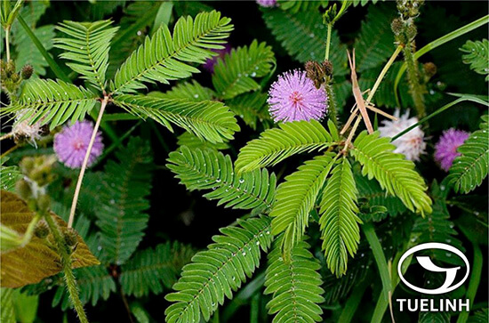 Mimosa pudica L. 1 Mimosa pudica L. 1