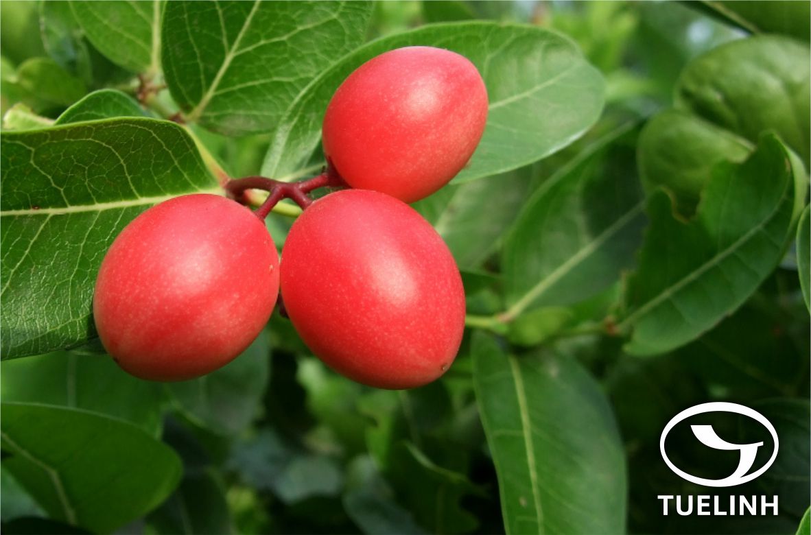 Carissa carandas L. 1 Carissa carandas L. 1