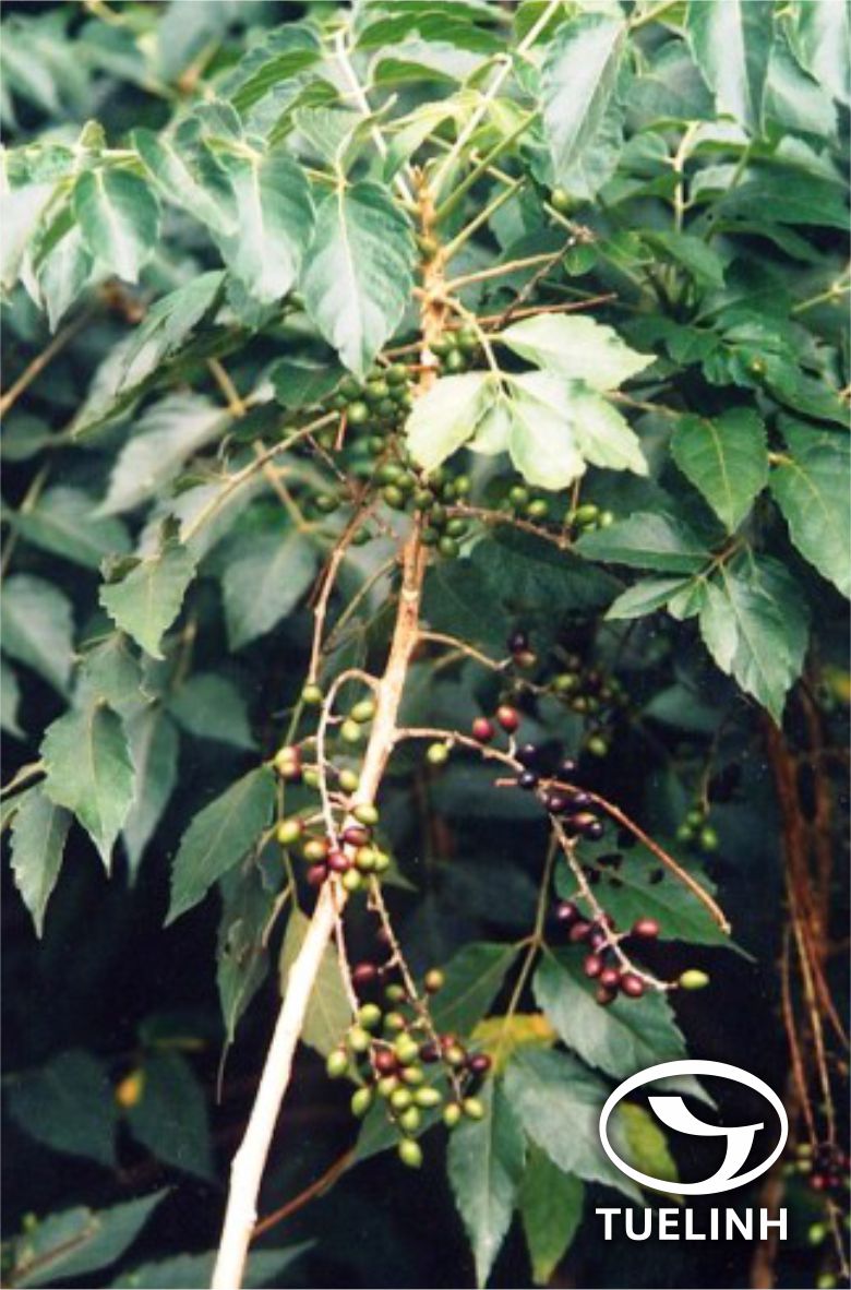 Brucea javanica (L.) Merr. 1