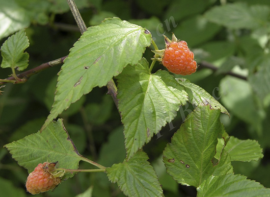 Rubus althaeoides Hance 1