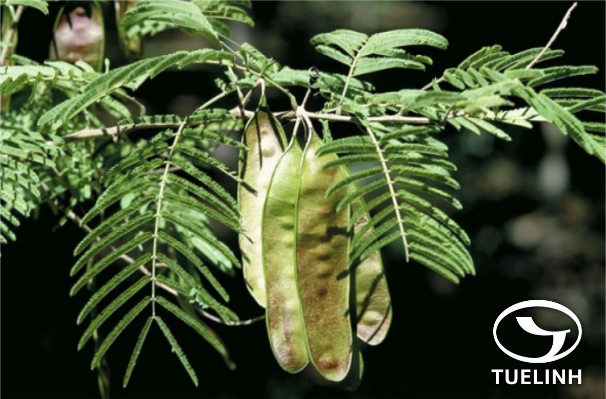 Acacia pennata (L.) Willd. ssp. hainanensis (Hayata) I. Nielsen 1
