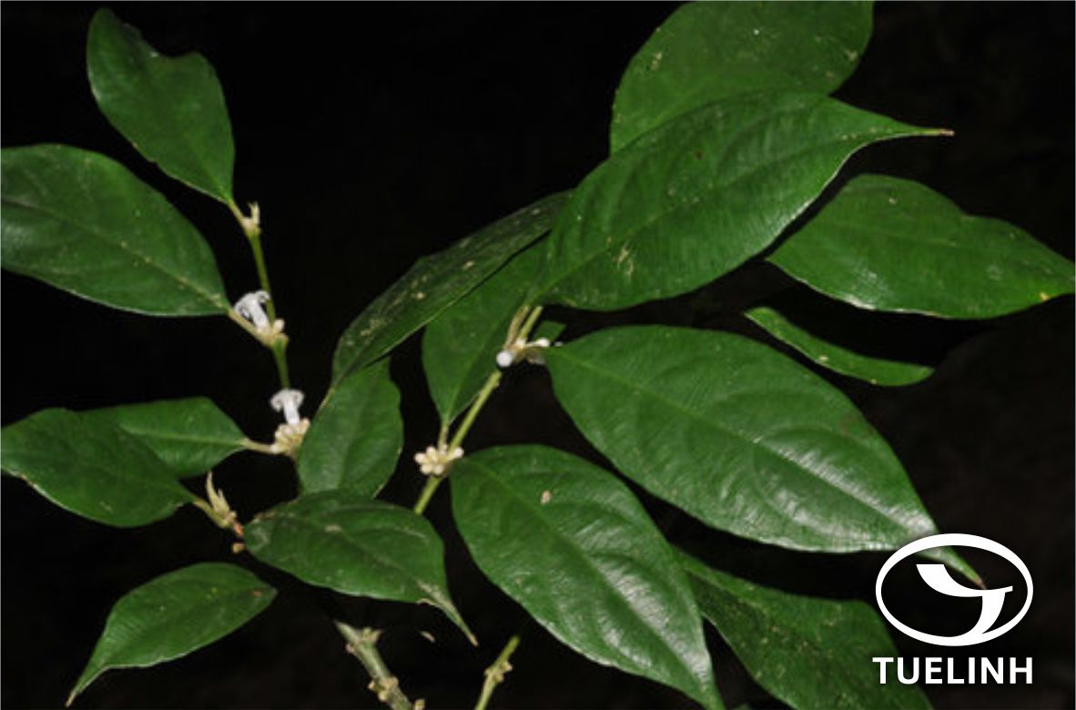 Lasianthus dinhensis Pierre ex Pitard 1