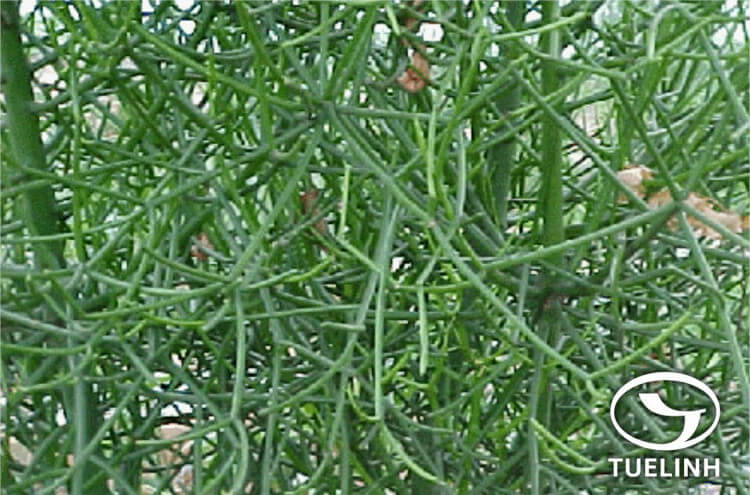 Euphorbia tirucalli L. 1