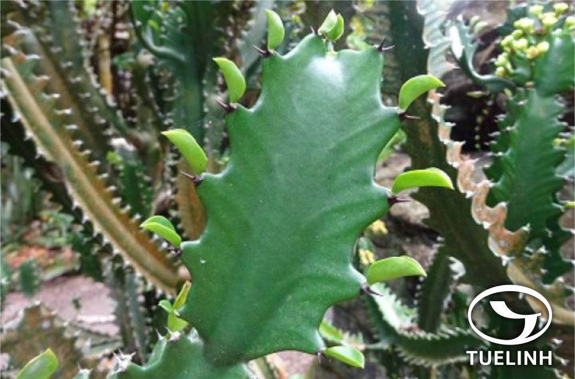 Euphorbia antiquorum L. 1