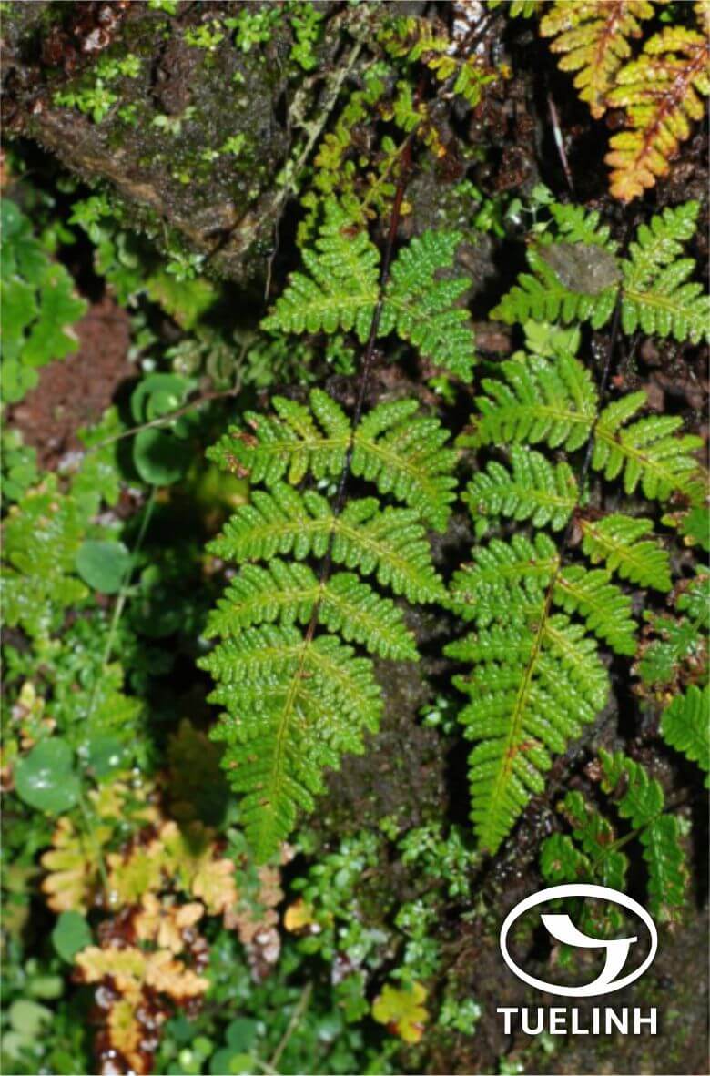 Cheilanthes velutina Tardieu & C. Chr. 1