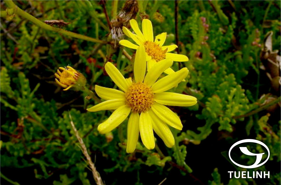 Senecio jacobsenii Rowley 1