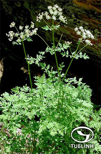 Ligusticum brachylobum Franch. 1 Ligusticum brachylobum Franch. 1