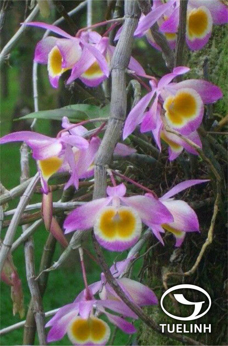 Dendrobium gratiosissimum Rchb.f. 1