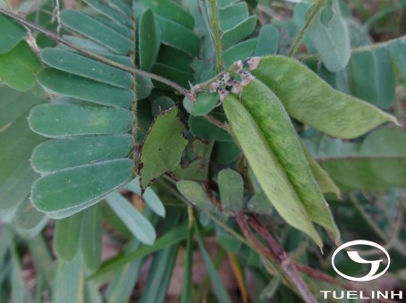 Abrus pulchellus Wall. ex Thwaites ssp. cantoniensis (Hance) Verdc. 1  Abrus pulchellus Wall. ex Thwaites ssp. cantoniensis (Hance) Verdc. 1