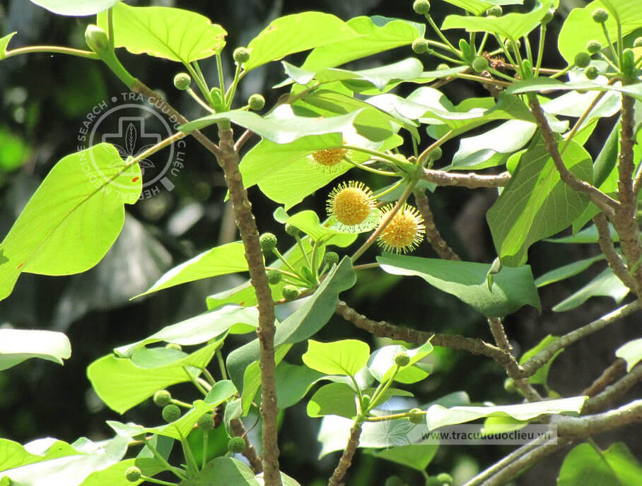 Adina cordifolia (Roxb.) Hook.f. ex Brandis 1