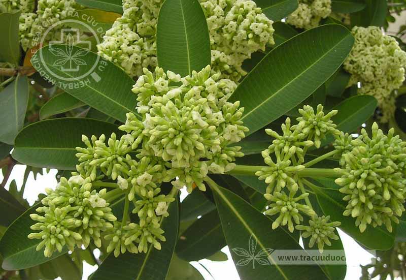 Alstonia scholaris (L.) R. Br. 1 Alstonia scholaris (L.) R. Br. 1