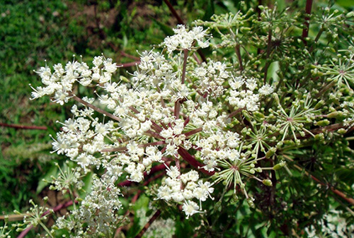 Angelica acutiloba (Sieb. et Zucc.) Kitagawa 1