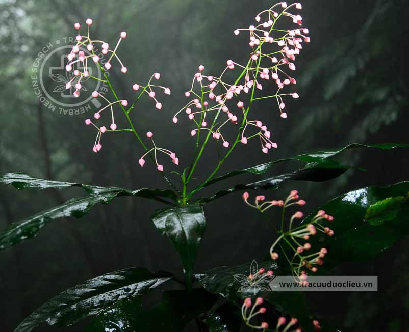 Ardisia filiformis E. Walker 1 Ardisia filiformis E. Walker 1