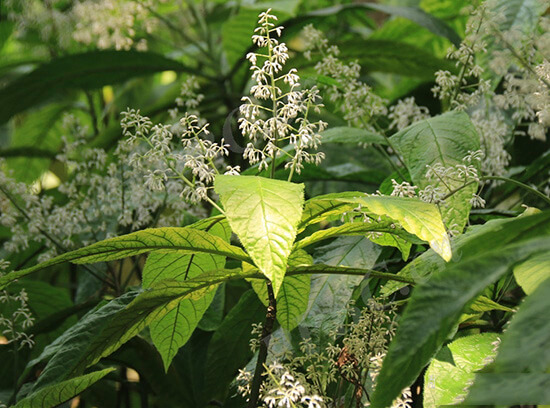 Ardisia gigantifolia Stapf 1