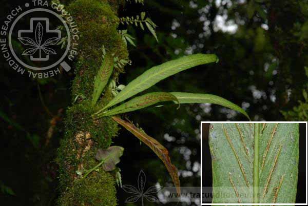 Asplenium ensiforme Wall. ex Hook.f. et Grev. 1 Asplenium ensiforme Wall. ex Hook.f. et Grev. 1