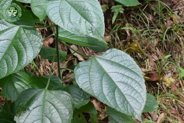 Phân bố 1