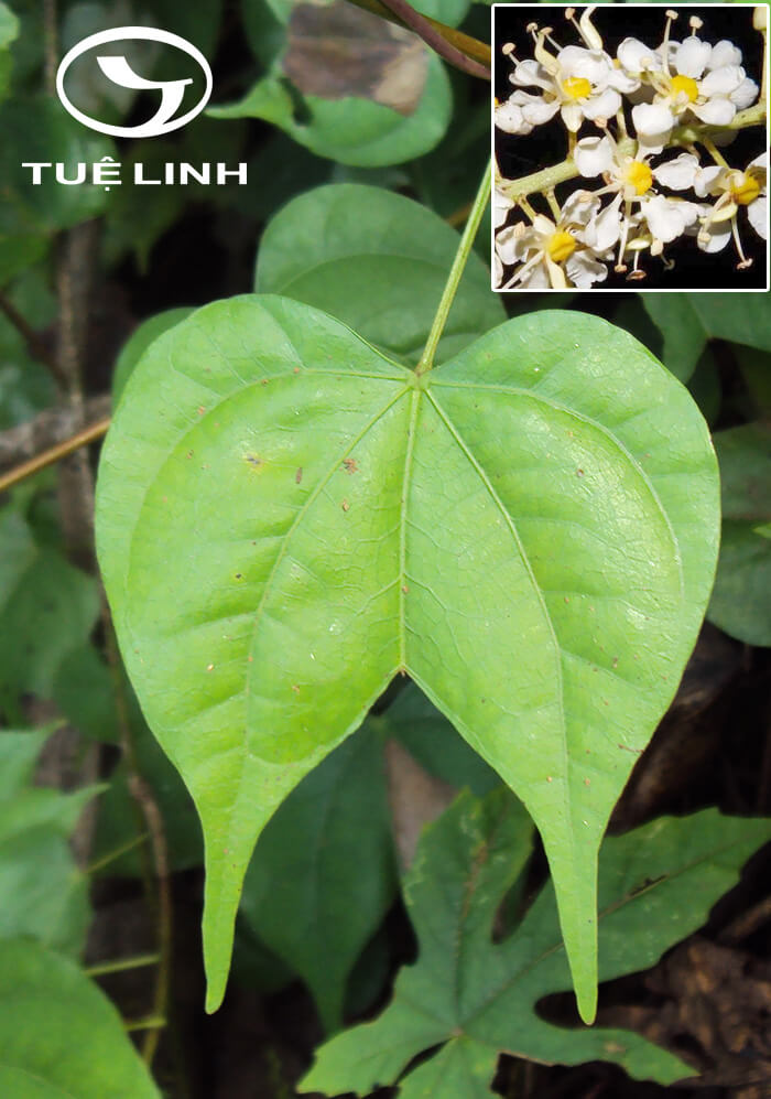 Bauhinia scandens L. var. horsfieldii (Miq.) K. & S. Larsen 1