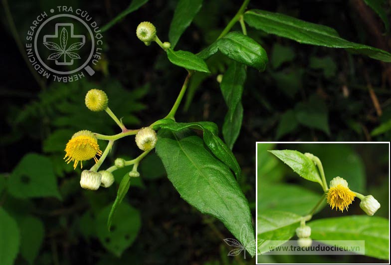 Blumea megacephala (Rand.) Chang et Tseng 1