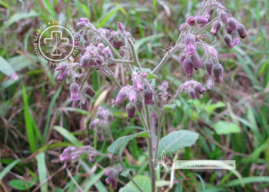 Blumea mollis (D.Don) Merr. 1