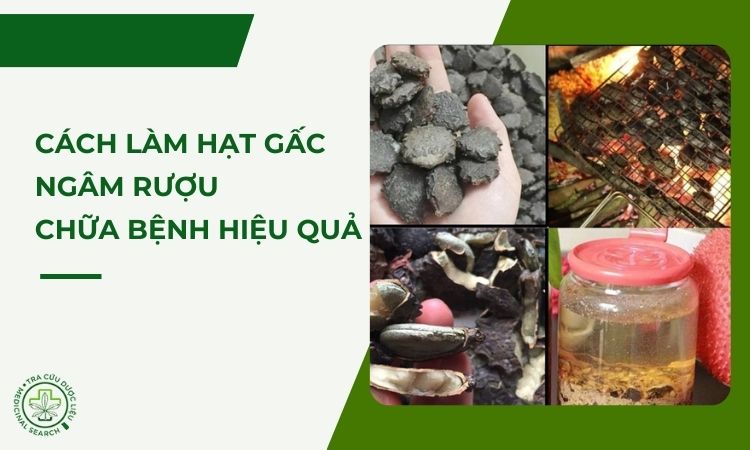 Cách làm hạt gấc ngâm rượu để chữa bệnh 1