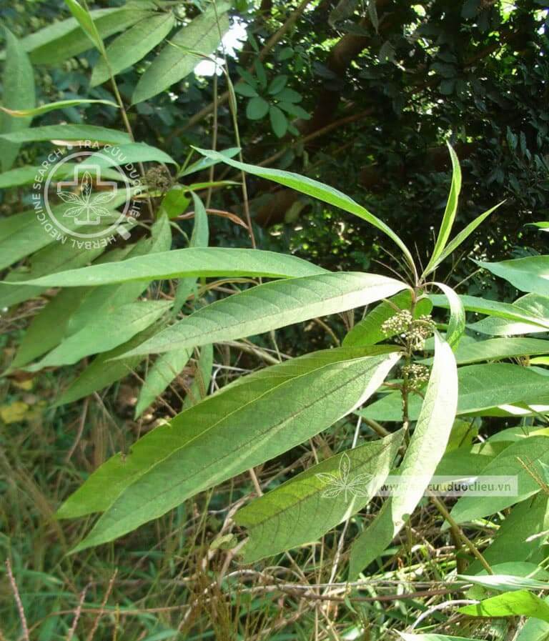 Callicarpa longissima (Hemsl.) Merr. 1