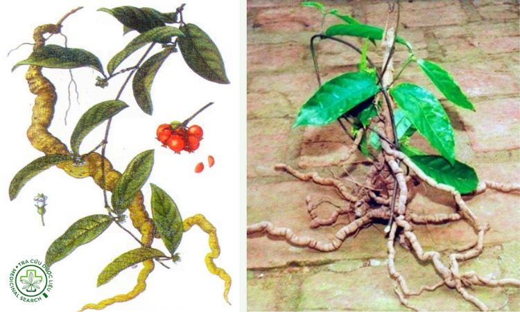 Thông tin về cây Ba kích 1