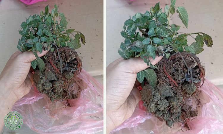 Kĩ thuật trồng cây đan sâm 1