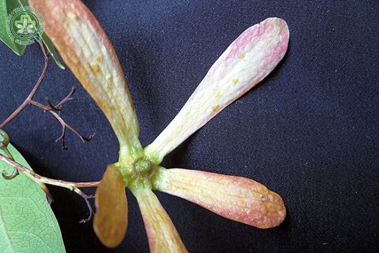 Mô tả 3
