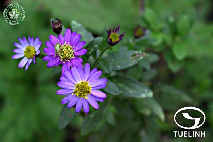 Điều kiện sinh trưởng 1 Điều kiện sinh trưởng 1