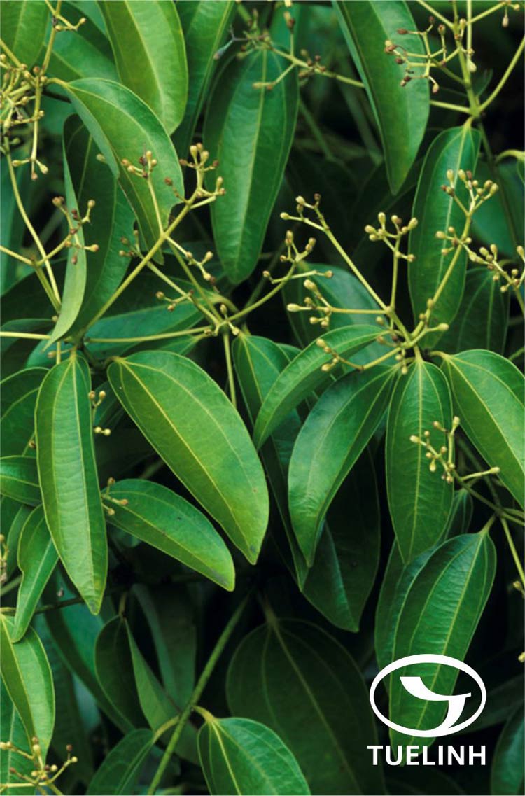 Cinnamomum mairei Levl 1 Cinnamomum mairei Levl 1