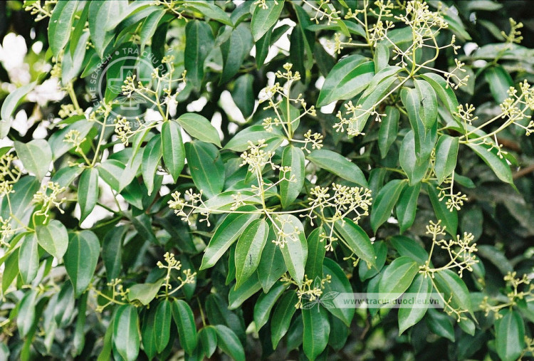 Cinnamomum verum Presl- công dụng Quế xây lan