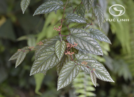 Cissus javana DC. 1 Cissus javana DC. 1