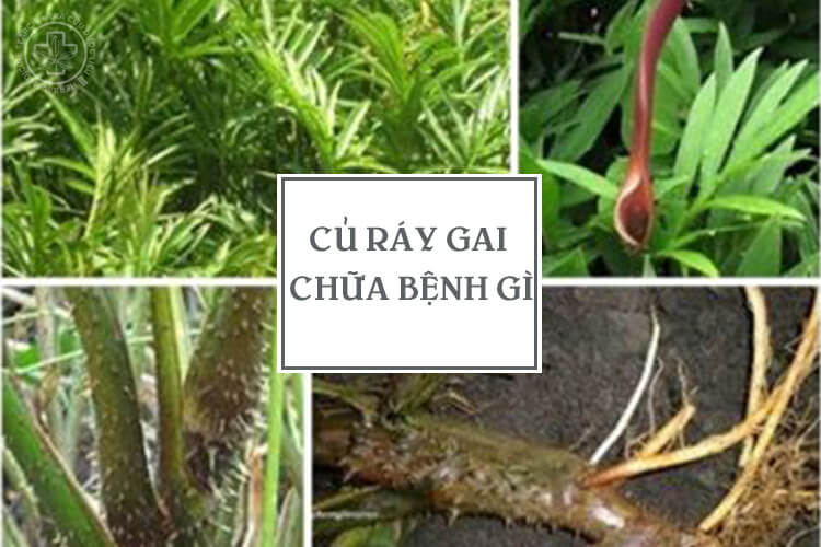 Củ ráy gai chữa bệnh gì
