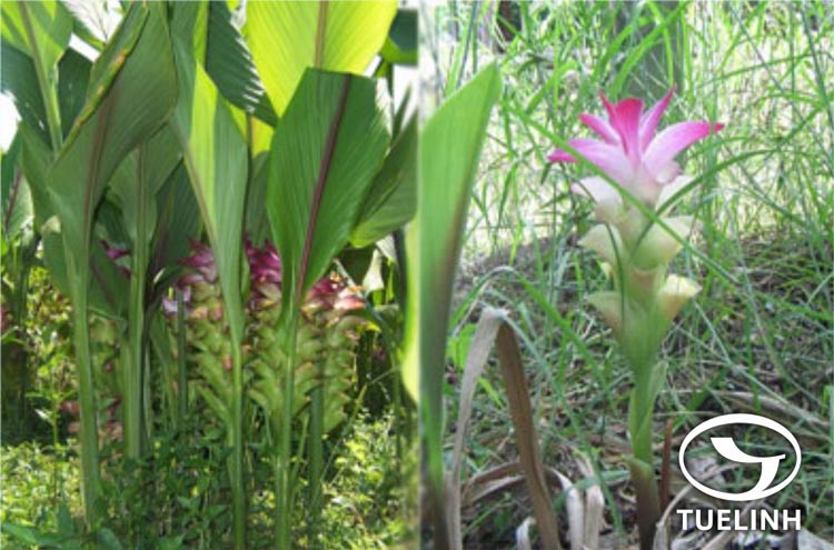 Curcuma zanthorrhiza Roxb. 1 Curcuma zanthorrhiza Roxb. 1