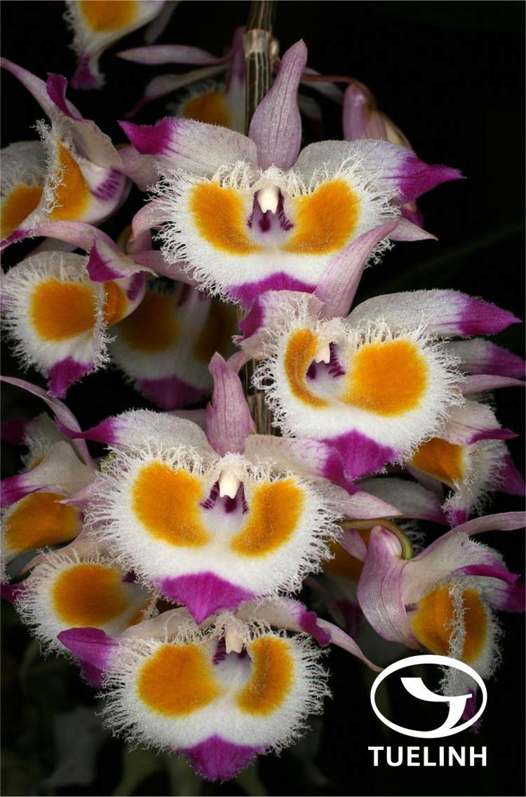 Dendrobium devonianum Paxt. 1