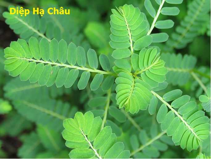 1. Cây Diệp Hạ Châu (Phyllanthus niruri L.) 1 1. Cây Diệp Hạ Châu (Phyllanthus niruri L.) 1