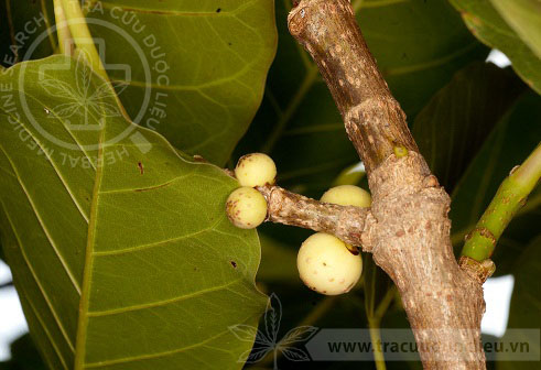 Ficus lacor Buch.-Ham. 1