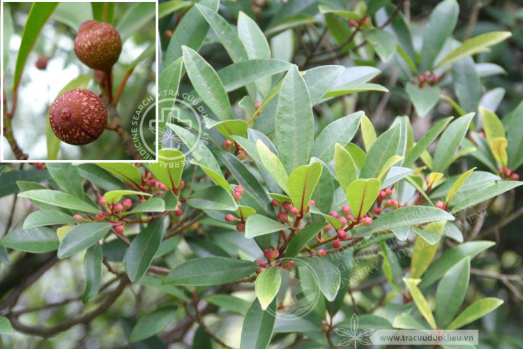 Ficus variolosa Lindl. ex Benth. 1