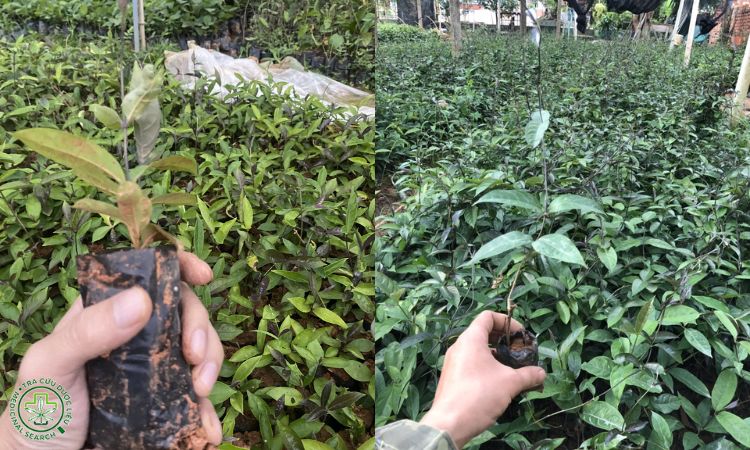 Nguồn giống và gieo ươm 1