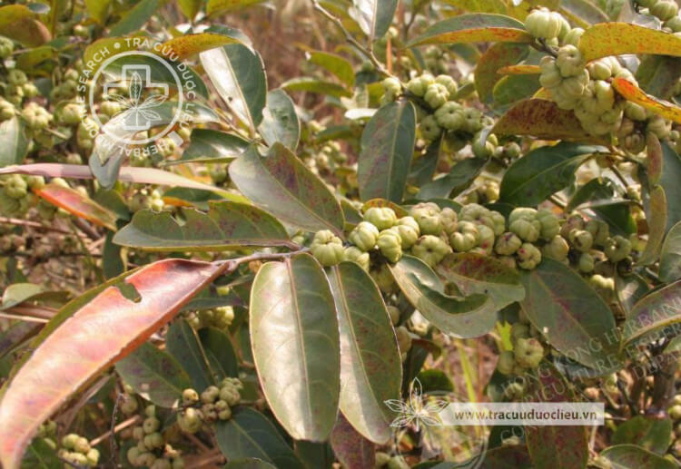 Glochidion lanceolarium (Roxb.) Voigt 1