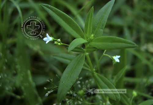 Hedyotis corymbosa (L.) Lam. 1 Hedyotis corymbosa (L.) Lam. 1
