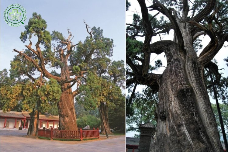 Mô tả cây 1