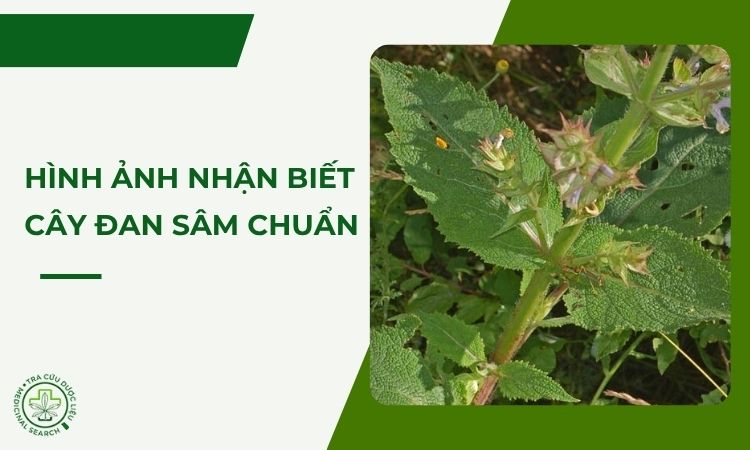 Hình ảnh dễ nhận biết cây đan sâm 1