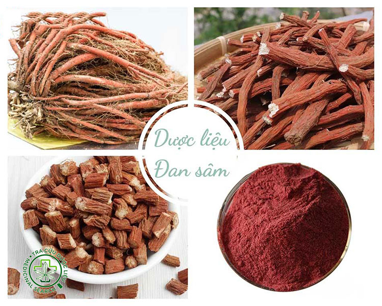 Một số hình ảnh cây đan sâm 6
