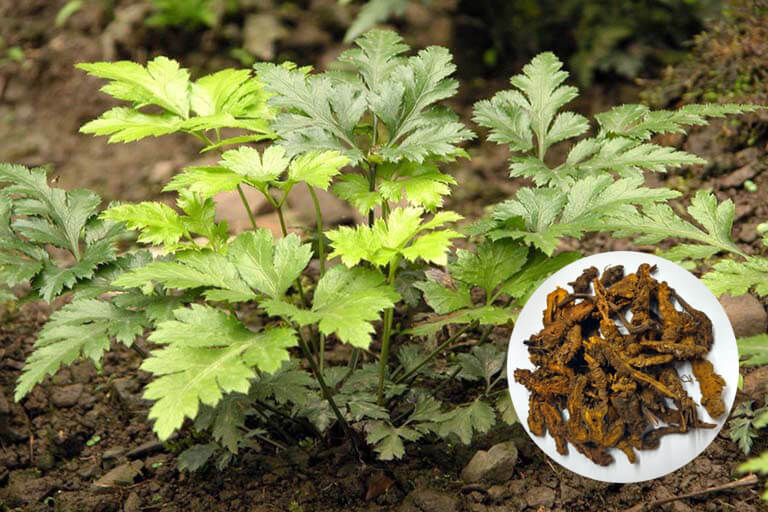 5. Bảo vệ và phát triển nguồn dược liệu quý 1 5. Bảo vệ và phát triển nguồn dược liệu quý 1