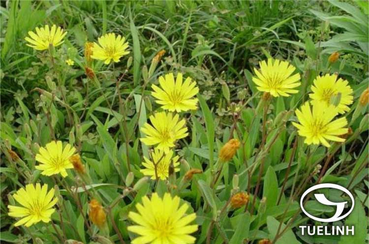 Ixeris gracilis (DC.) Stebb. 1