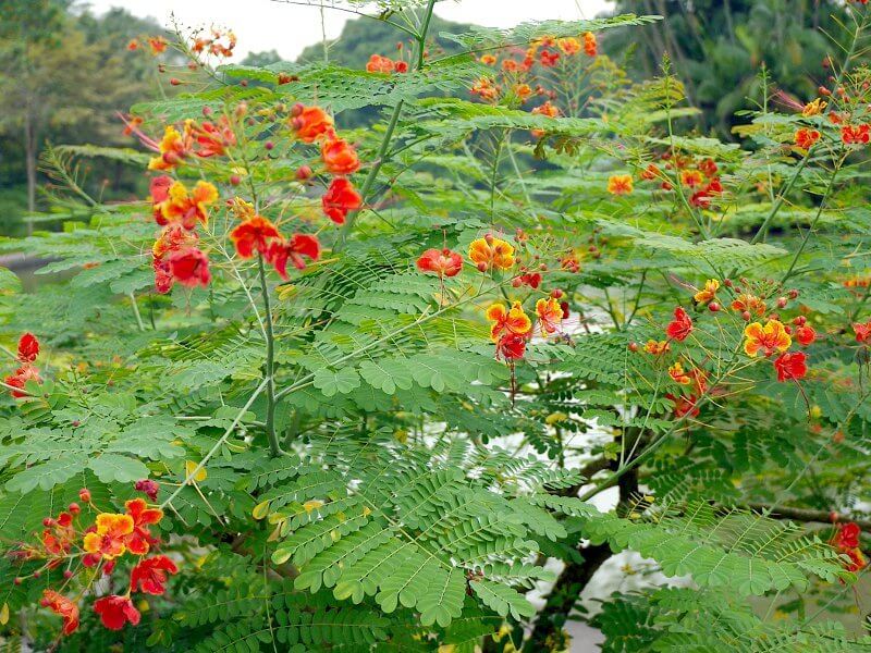 Caesalpinia pulcherrima (L.) Sw. 1