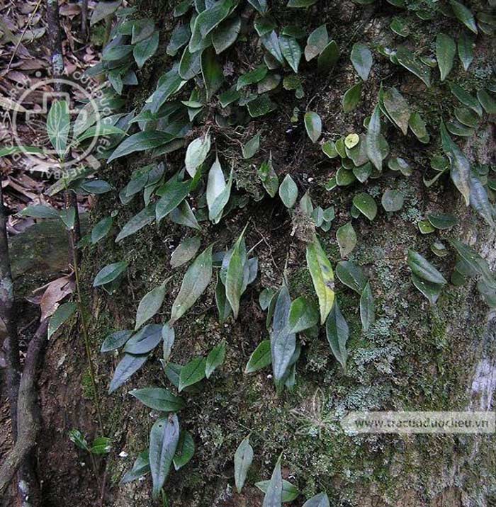 Lepidogrammitis rostrata (Bedd.) Ching 1