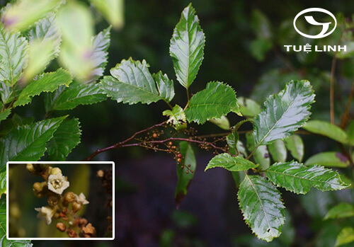 Maesa indica (Roxb.) A. DC. 1 Maesa indica (Roxb.) A. DC. 1