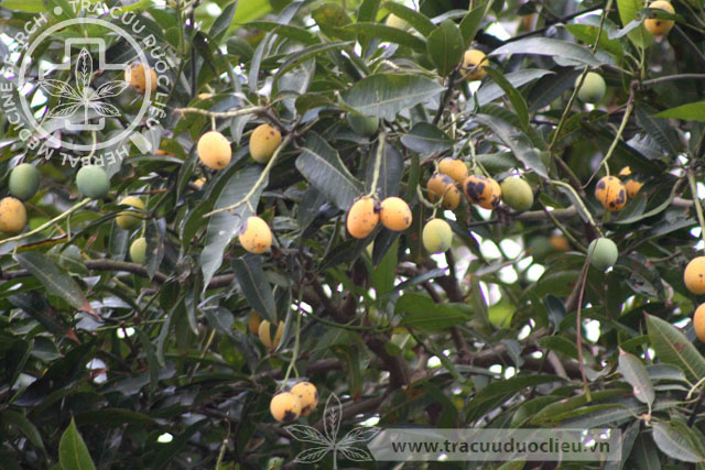 Mangifera reba Pierre 1